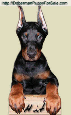 Raising a doberman puppy.