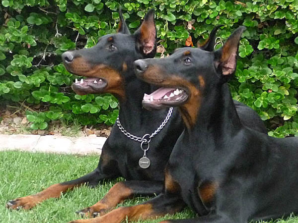Feliss (on the left) and Laila. Black and rust Doberman Pinschers