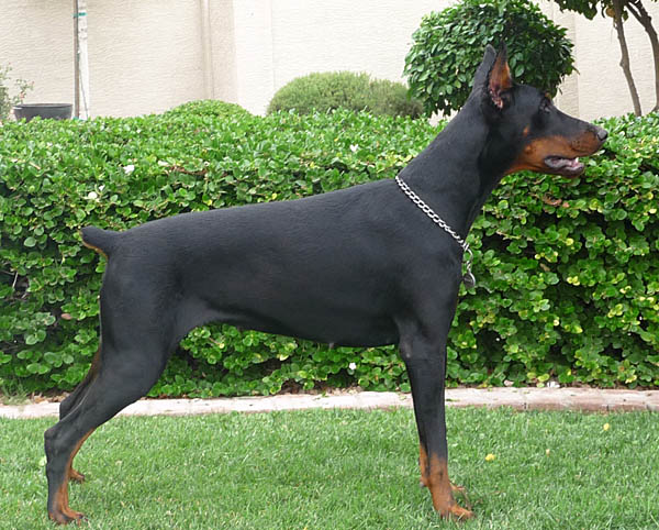 Our female: Feliss Moravia Heart