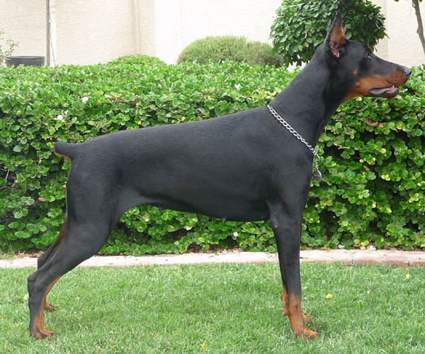Feliss Moravia Heart. 
European Dobermans will excel in Schutzhund, Tracking, Protection, Conformation, Agility, Obedience.