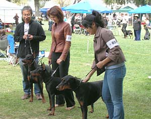 Nipona di Altobello, Feliss Moravia Heart and Holder Park's Razor Sharp at the International Dog Show, 2008 Southland Spring Sieger