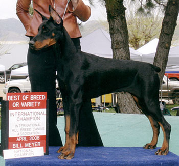 Feliss Moravia Heart.
3 X Best of Breed Puppy, International and National Puppy Title.
 Polish Champion Latino Lorenco v Cobra and Chakori Moravia Heart. 
European champion bloodlines black and tan (rust) female puppy.
Phoenix, AZ, European Legacy Dobermans.