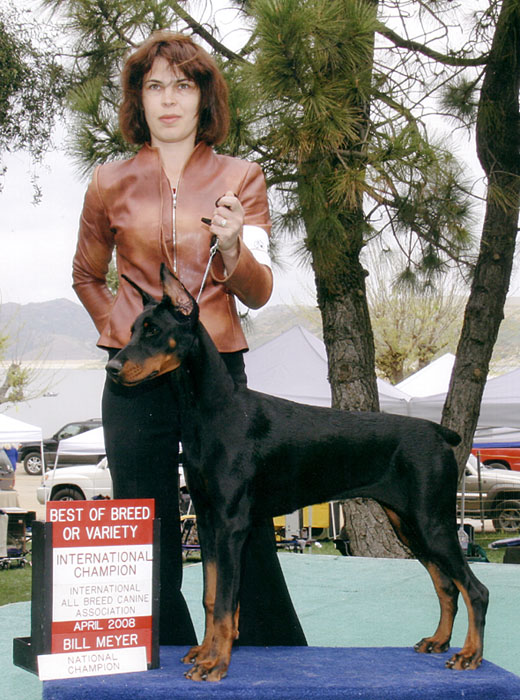Feliss Moravia Heart. 
European Dobermans will excel in Schutzhund, Tracking, Protection, Conformation, Agility, Obedience.