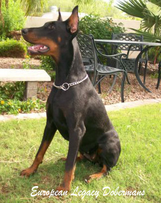 Our Female - Feliss. Black and rust Doberman Pinscher