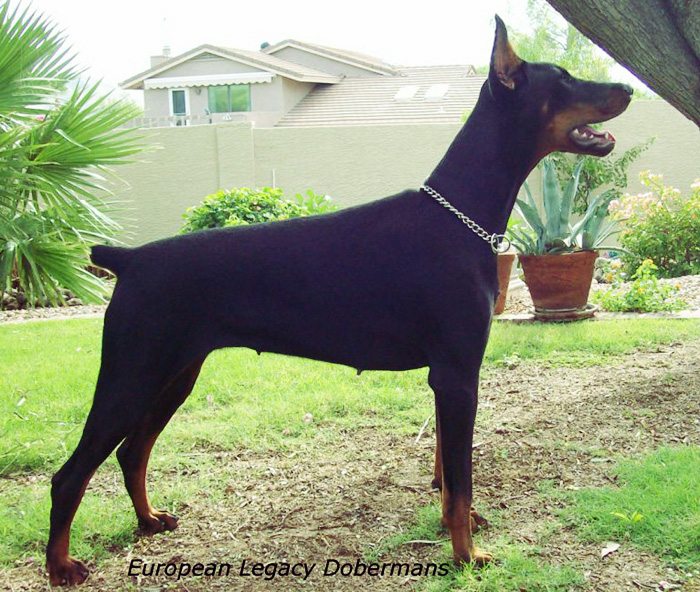 Our Female - Feliss. Black and rust Doberman Pinscher