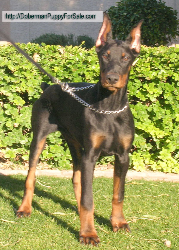 Feliss Moravia Heart. 
European Dobermans will excel in Schutzhund, Tracking, Protection, Conformation, Agility, Obedience.