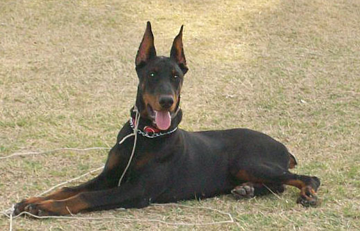 Feliss. Dobermann puppy sitting. Dobermans is a beautiful and powerful breed.