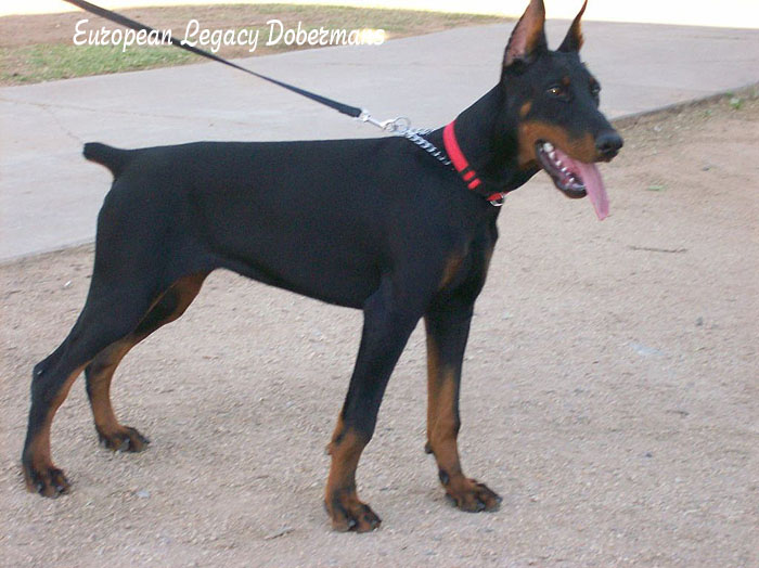 Fi is 5 months old on this picture. A Perfect Stand. Black and tan
Doberman Pinscher puppy