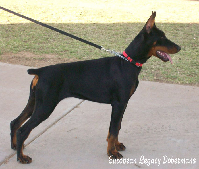 Feliss Moravia Heart is 5 months of age on this picture. 
A Perfect Stand. Dobermans will excell in obedience, Protection, conformation and agility.