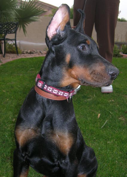 Elegant Line Hit of the season (12 weeks). World Champion of 2006 Come as You are Jared and Gertruda iz Zvezdnoy Stai. Superior size male puppy. - Doberman pincher puppy from the best European Champion and working lines