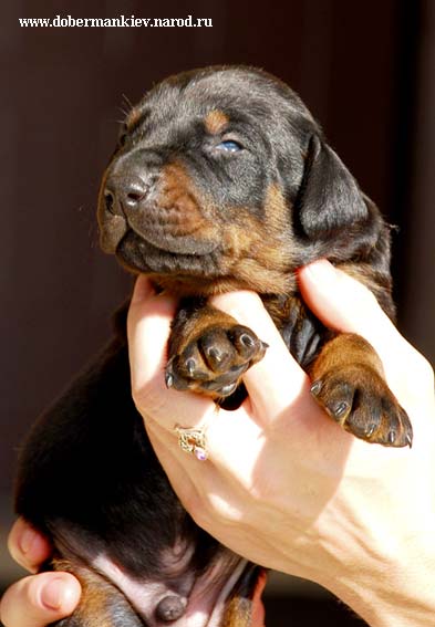 Doberman pinscher puppy