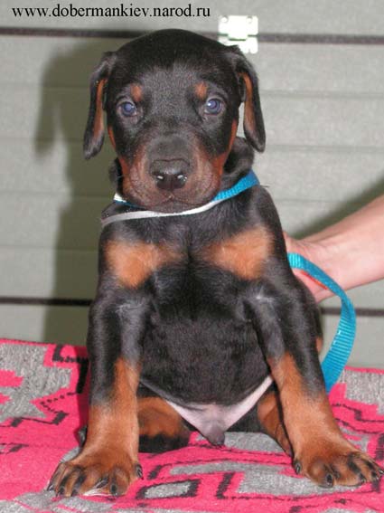 Elegant Line Hit of the Season- Doberman pinscher puppy