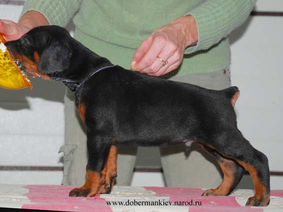 Hit - Doberman pinscher puppy