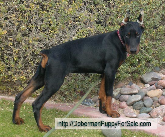 Elegant Line Hit of the season (3,5 months). World Champion of 2006
Come as You are Jared and Gertruda iz Zvezdnoy Stai. Doberman pincher puppy. - from European Legacy dobermans in Phoenix, AZ