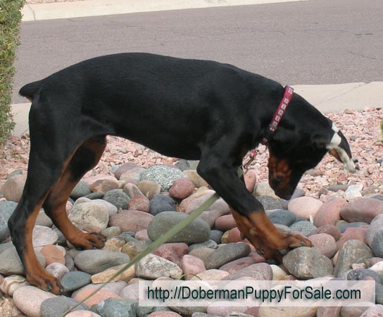 Searching Doberman pinscher