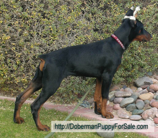 Doberman pinscher puppy from European Legacy dobermans in Phoenix, AZ