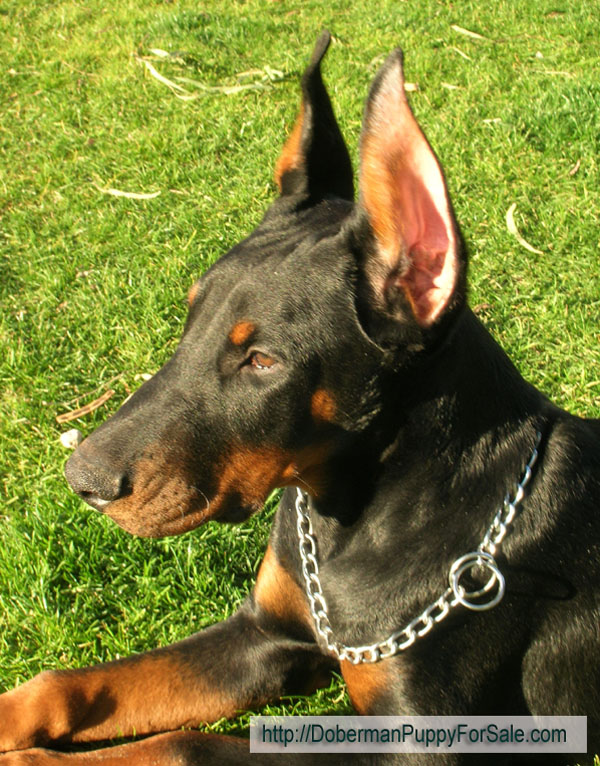 Hit is 4 months old on this picture -
Beautiful head with full muzzle. Hit is from European Legacy dobermans in Phoenix, AZ