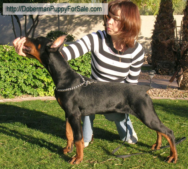 Doberman pinscher pup - 4 months old. Superior size male puppy. European Champion bloodlines.