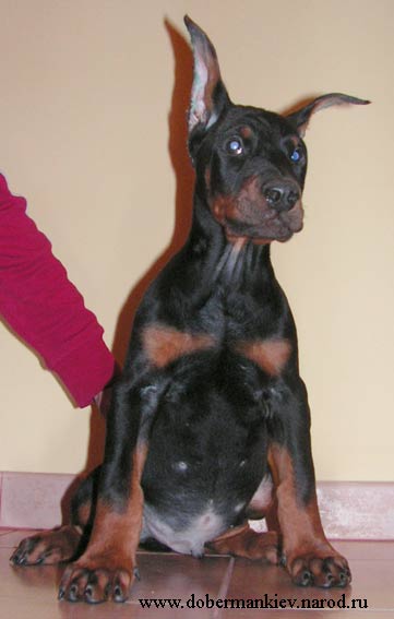 Hit - good sized, large-boned doberman pinscher puppy