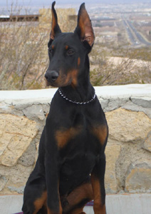 Elegant Line Hit of the Season. 
Our stud from the best European champion and working bloodlines. Hit is 5 months old on this picture. Currently lives in TX