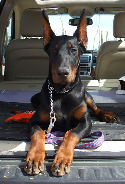 Hit (5 months old on this picture). Superior size male puppy. European Champion and working bloodlines.