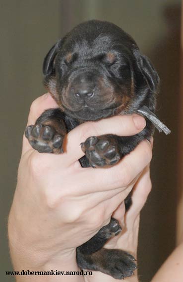 Doberman pinscher puppy