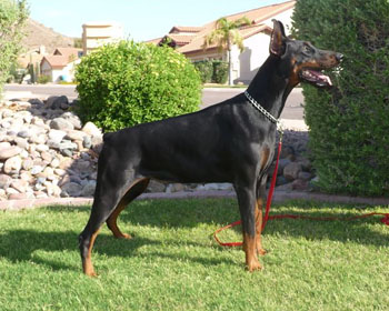 
Laila z Padoku from the best European champion and working bloodlines. 
Laila is 7 months old on this picture.