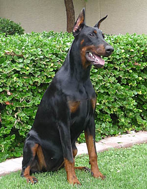 Laila z Padoku - European Legacy dobermans in Phoenix, AZ