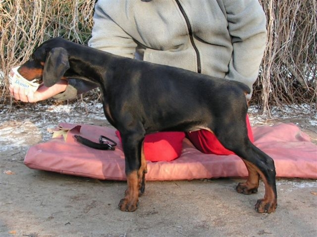 Our Female - Laila Z Padoku 11 weeks. Black and rust Doberman Pinscher