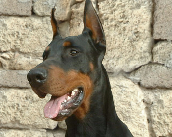 Urbano_del_Diamante_Nero