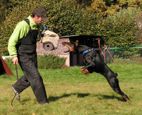 Schutzhund training