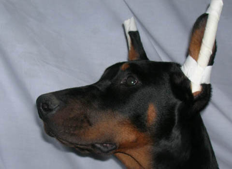 Doberman puppy with ears taped.