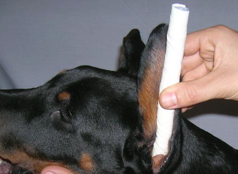 Step 4 for ear taping method: Press the sticky rod to the inside of the ear. Stretch the ear along the rod.