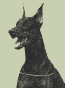 European Legacy Dobermans