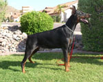 Laila z Padoku